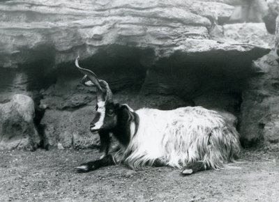 1922年6月、ロンドン動物園の角のある山羊 作： Frederick William Bond